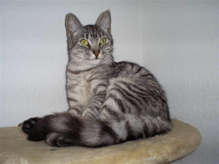 Huskat Fede Mis *Hjemme igen:o)* billede 1