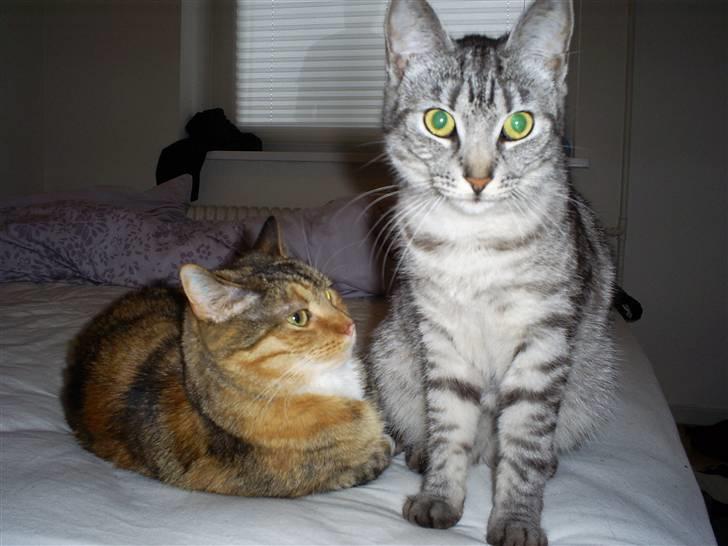 Huskat Fede Mis *Hjemme igen:o)* billede 2