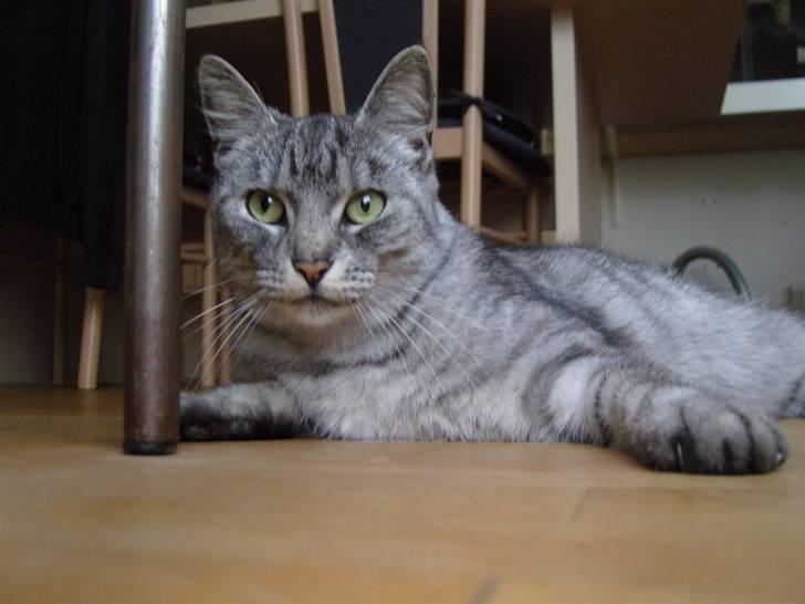 Huskat Fede Mis *Hjemme igen:o)* billede 3