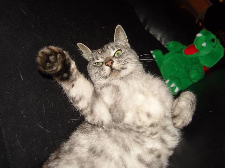 Huskat Fede Mis *Hjemme igen:o)* billede 4