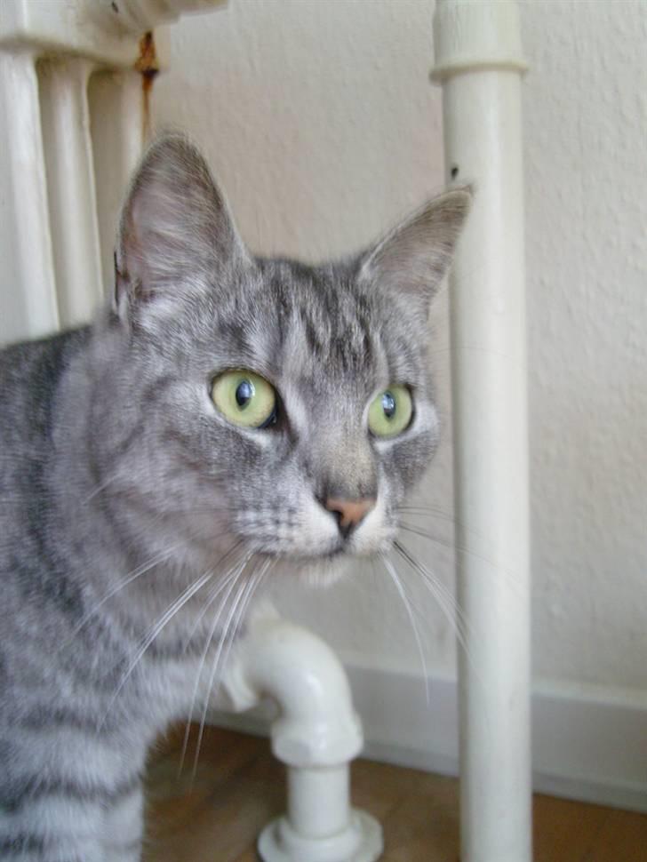 Huskat Fede Mis *Hjemme igen:o)* billede 5