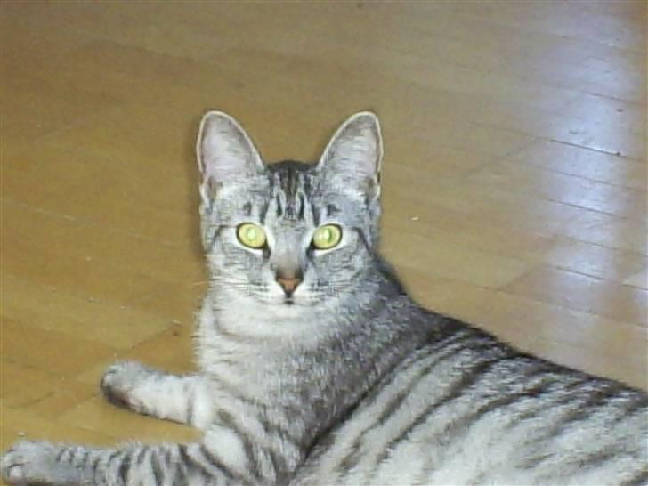 Huskat Fede Mis *Hjemme igen:o)* billede 6