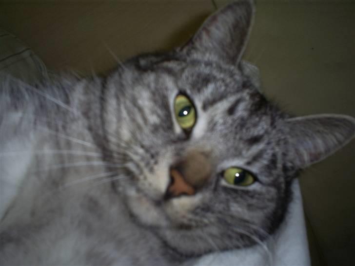 Huskat Fede Mis *Hjemme igen:o)* billede 7