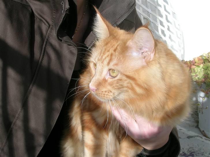 Maine Coon Lykken's Lystig - fra oktober billede 12