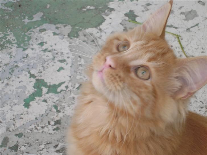 Maine Coon Lykken's Lystig billede 13