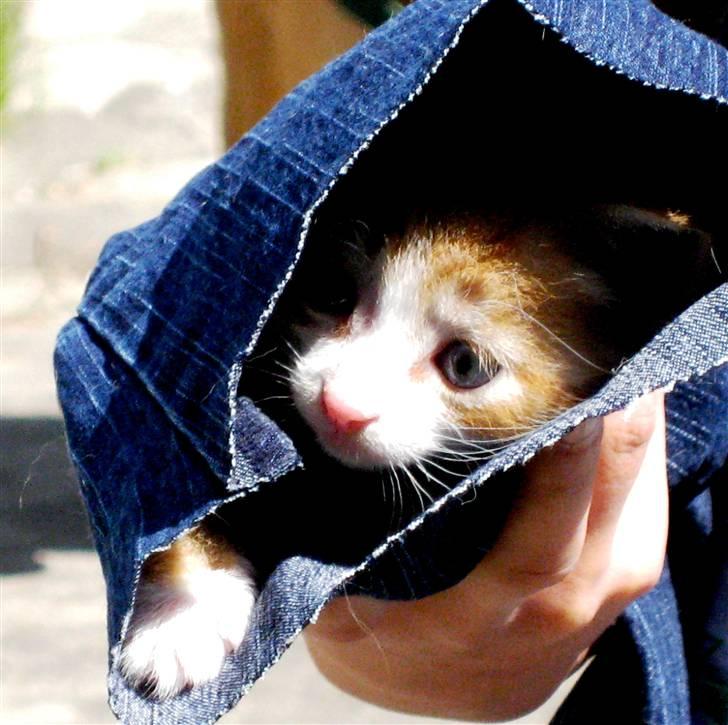 Huskat google billede 1