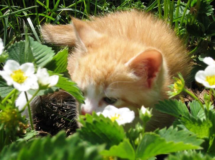 Huskat google billede 2