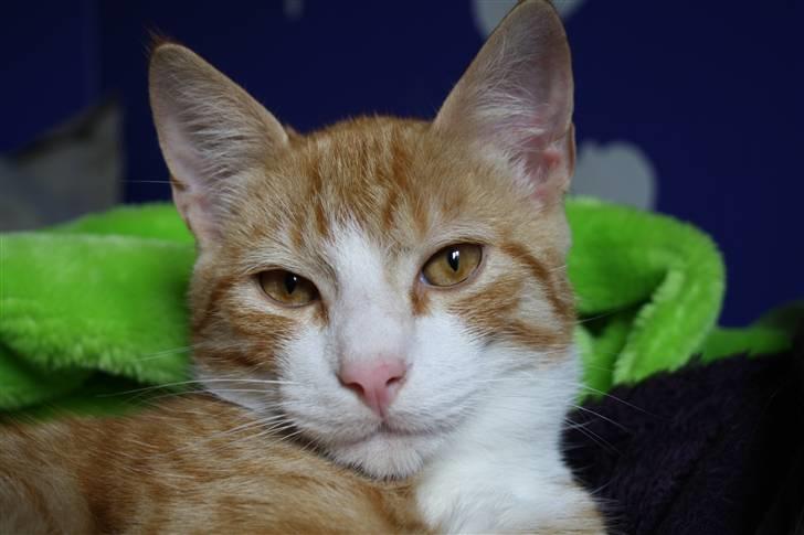 Huskat google billede 3