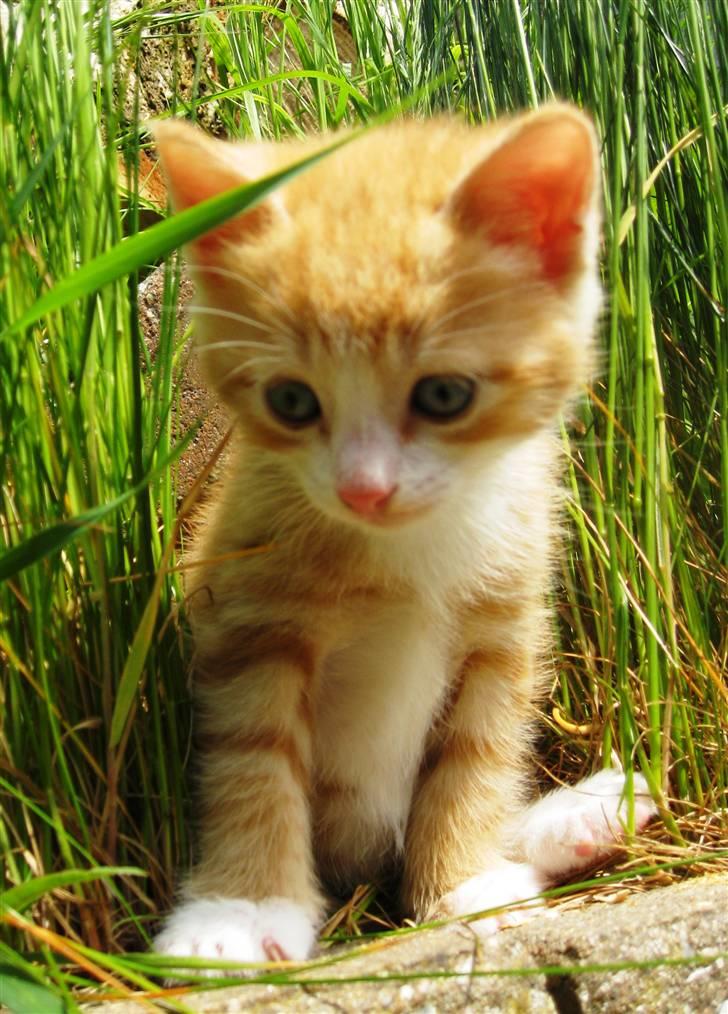 Huskat google billede 4