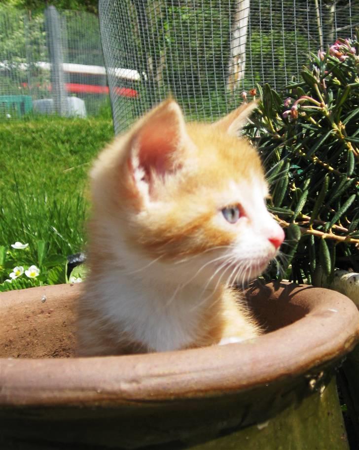 Huskat google billede 5