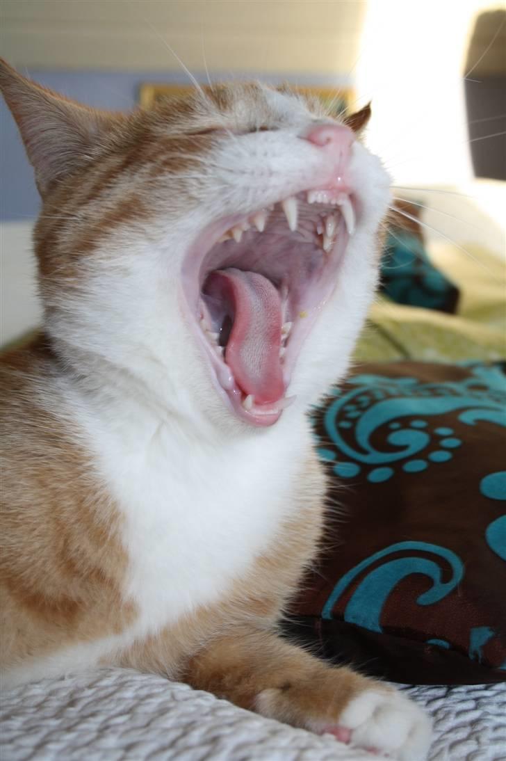 Huskat google billede 6