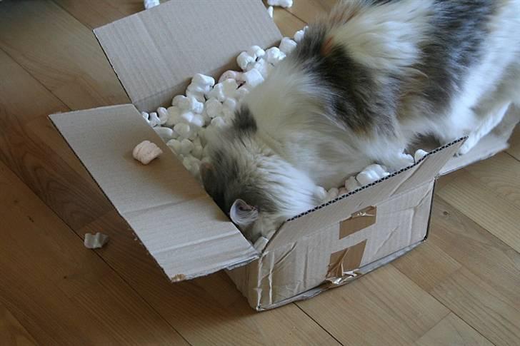 Norsk Skovkat Abi - Abi elsker når der kommer pakker billede 10