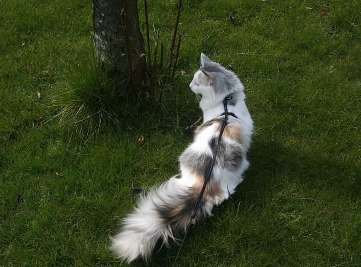 Norsk Skovkat Abi billede 11