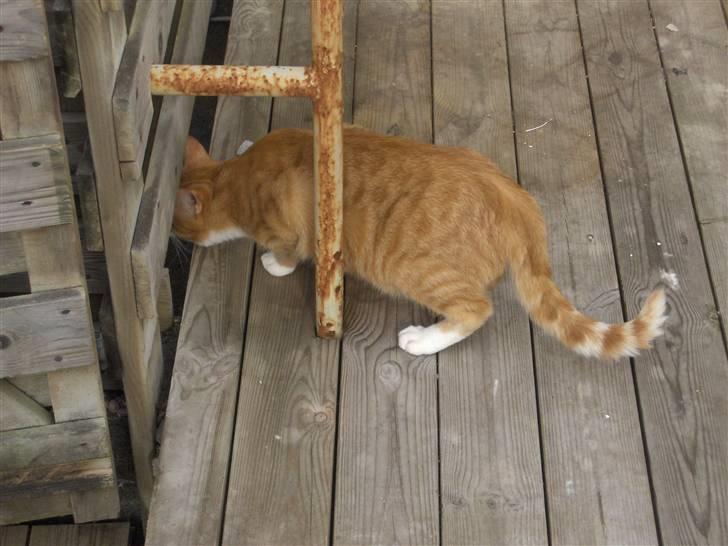 Huskat Kenzo billede 8