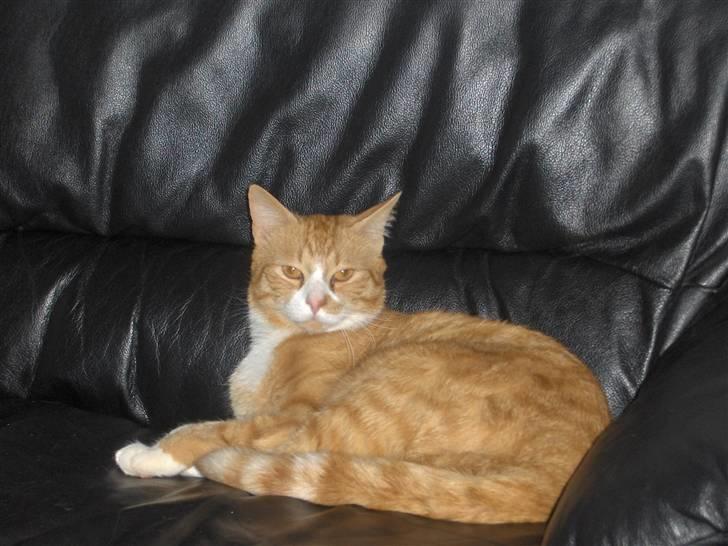 Huskat Kenzo billede 9