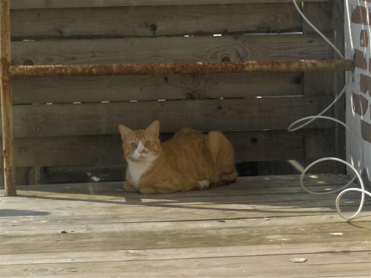 Huskat Kenzo billede 10