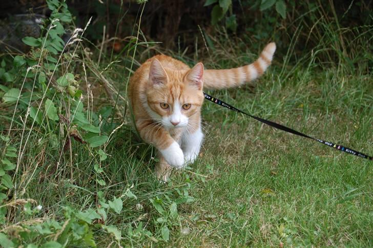 Huskat Garfield - Garfield billede 1