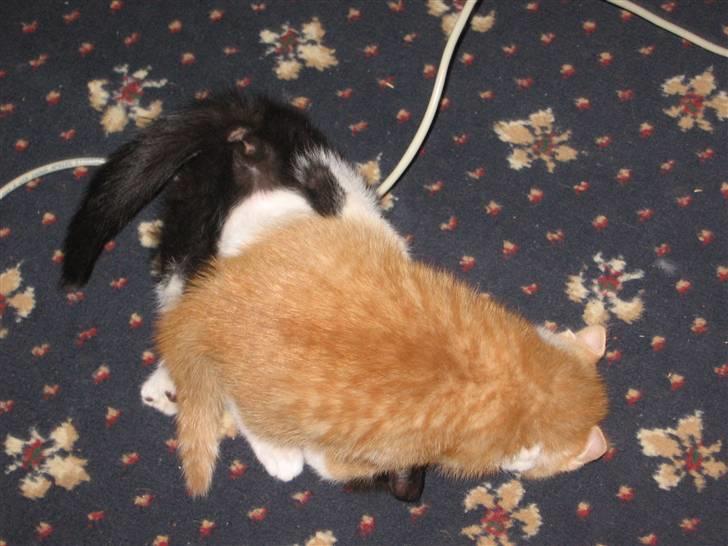 Huskat Garfield billede 2