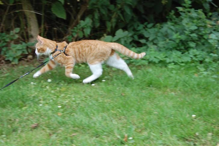 Huskat Garfield billede 3