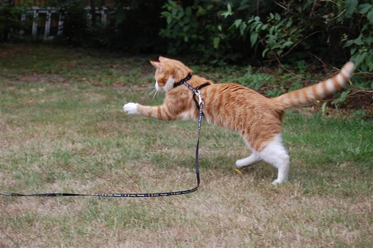 Huskat Garfield billede 4