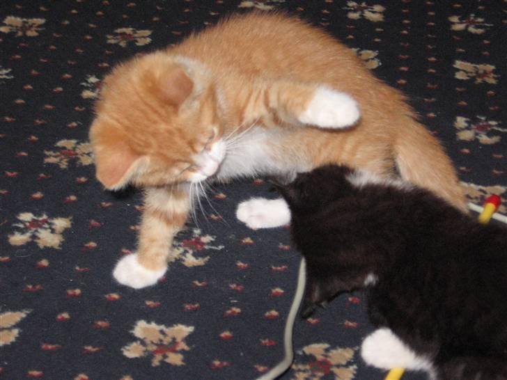 Huskat Garfield billede 5