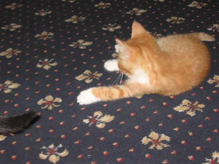 Huskat Garfield billede 6