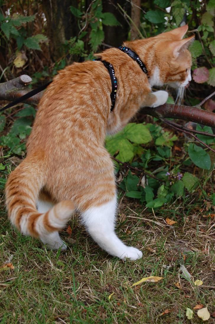 Huskat Garfield billede 7