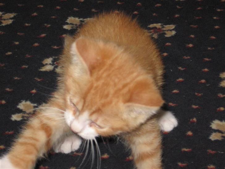 Huskat Garfield billede 8