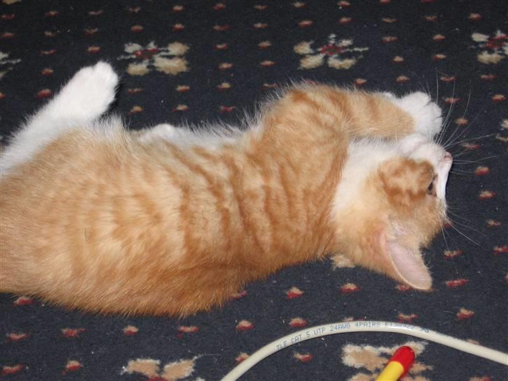 Huskat Garfield billede 9