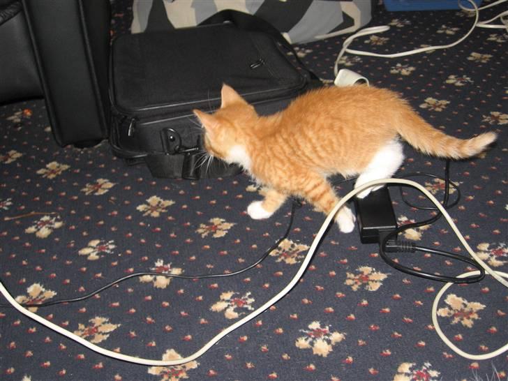 Huskat Garfield billede 10