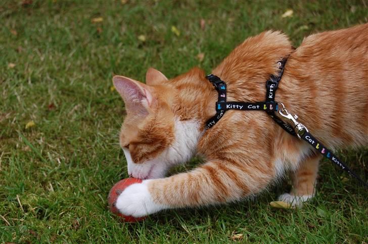 Huskat Garfield billede 11