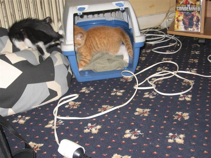 Huskat Garfield billede 12