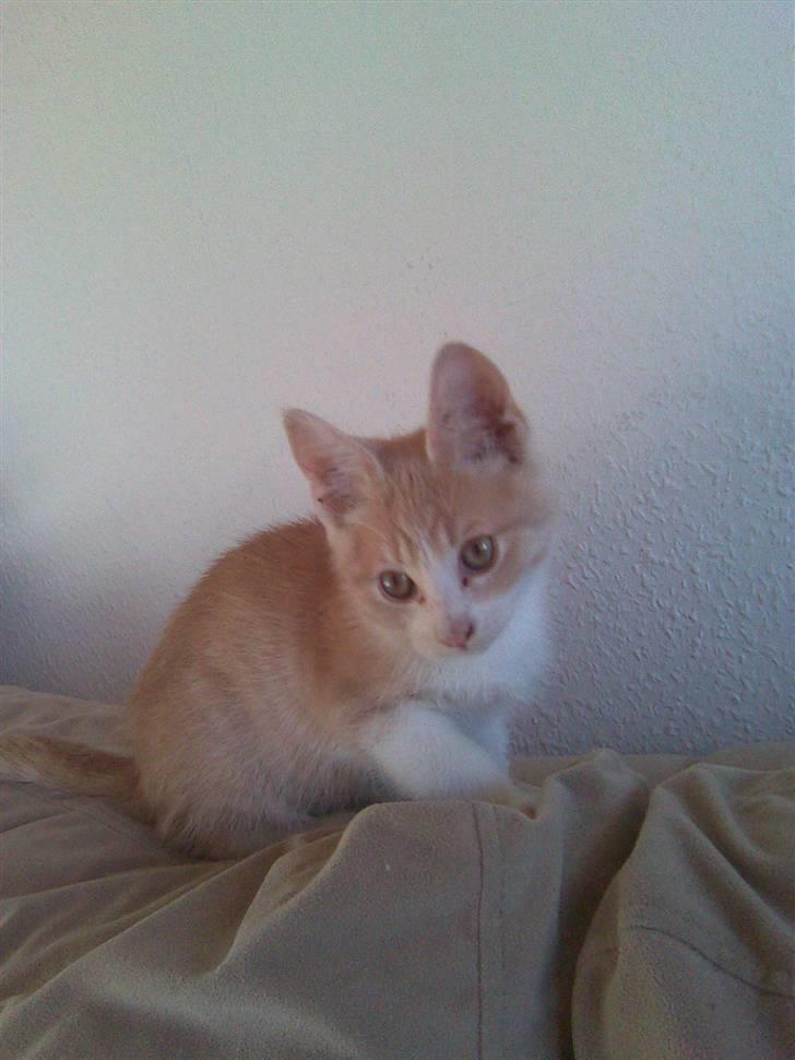 Blanding af racer Malte + hvil i fred + - malte slapper af  billede 8