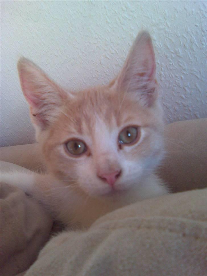 Blanding af racer Malte + hvil i fred + - lille mig billede 9