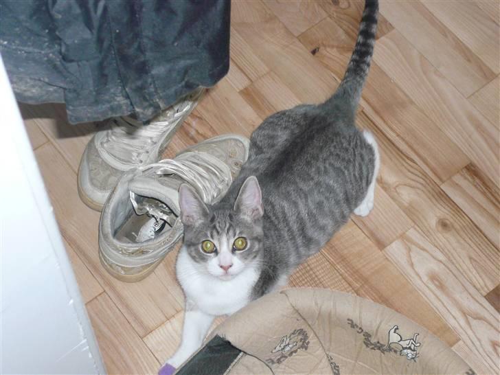 Blanding af racer Findus - væk- - klar til narrestreger :)  billede 14