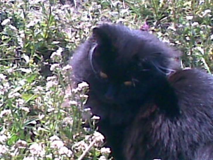 Blanding af racer Harry billede 14