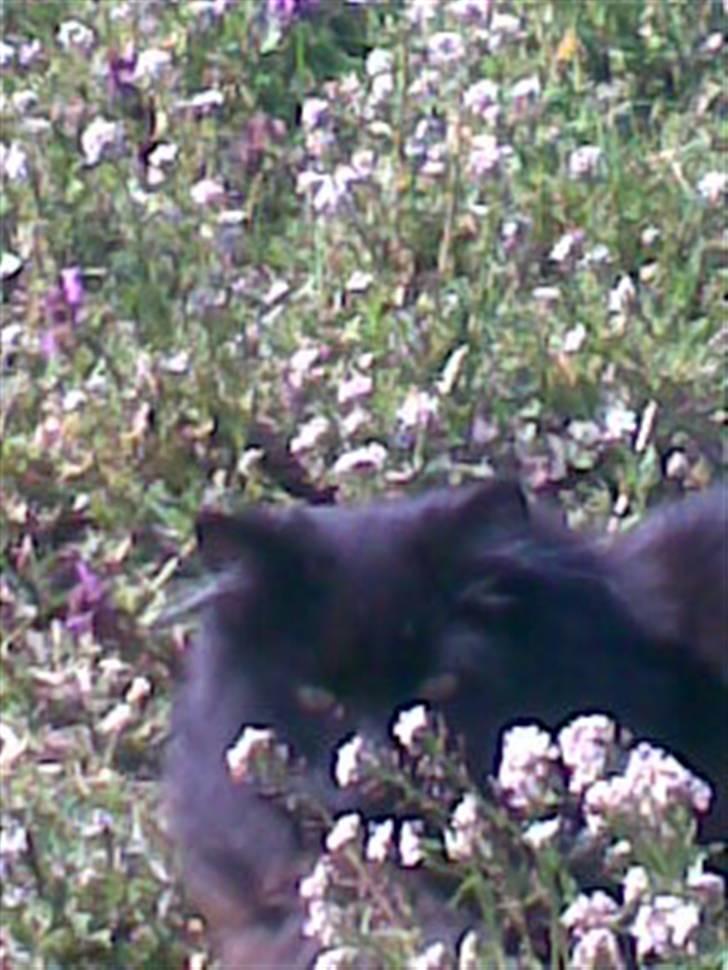 Blanding af racer Harry billede 15