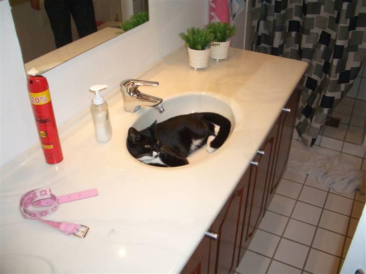 Blanding af racer isabella | d, 3/2-2008 billede 1