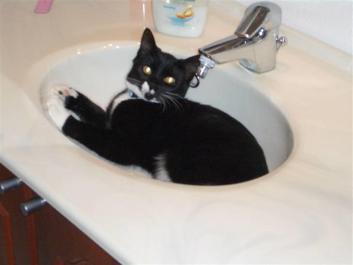 Blanding af racer isabella | d, 3/2-2008 billede 2