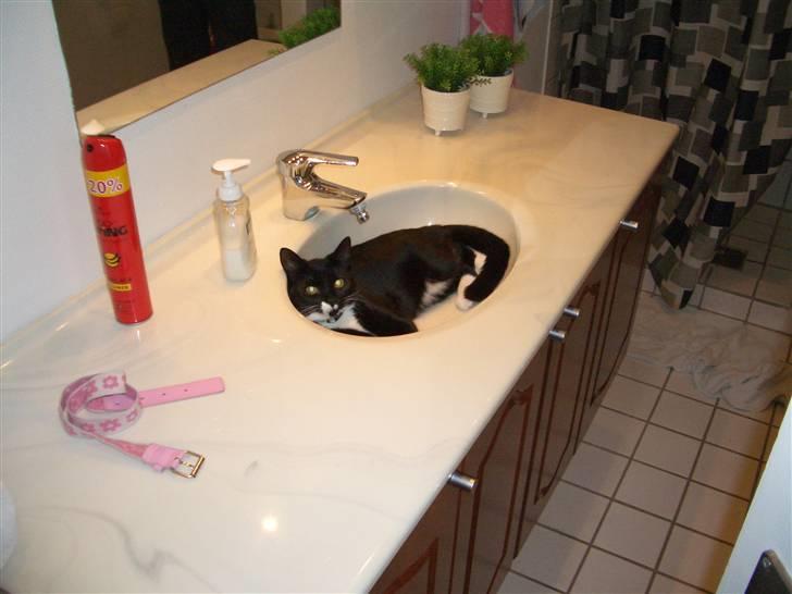 Blanding af racer isabella | d, 3/2-2008 billede 3