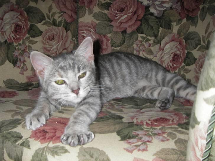 Huskat Freja billede 8