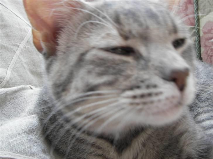 Huskat Freja billede 9