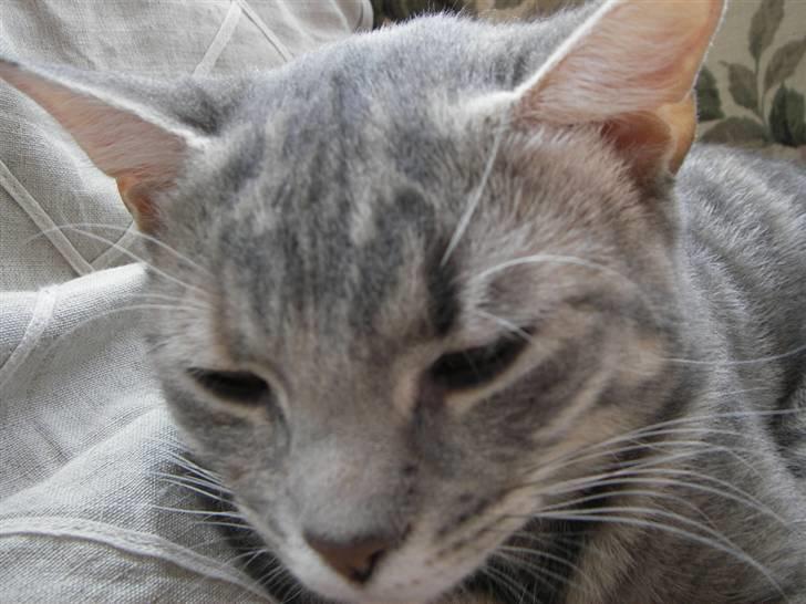 Huskat Freja billede 10