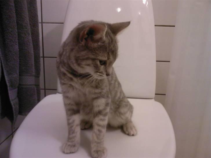 Huskat Freja - Et af de første billeder af Freja billede 11