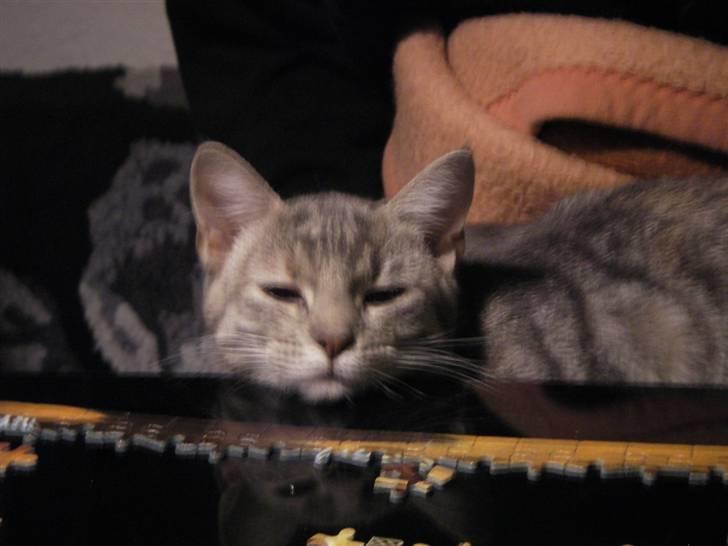 Huskat Freja - Freja hygger, mens der lægges puslespil. billede 12