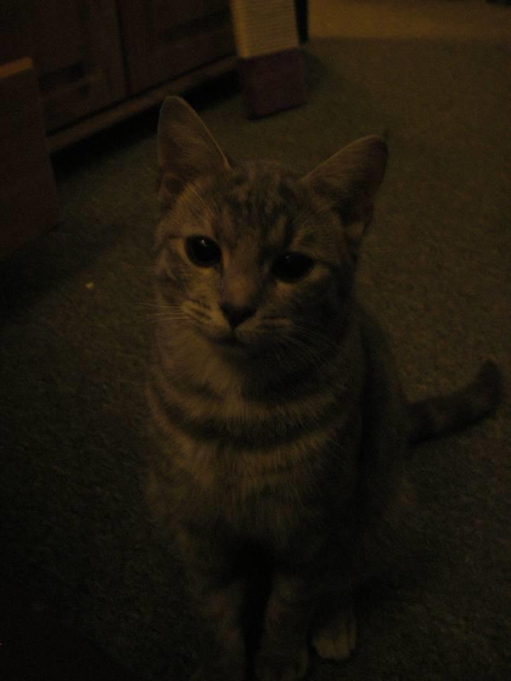 Huskat Freja billede 13