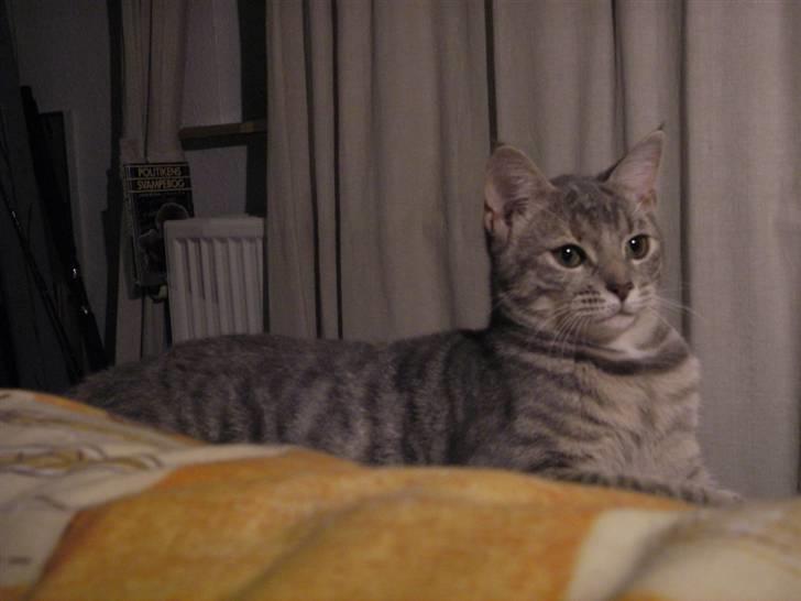 Huskat Freja billede 14