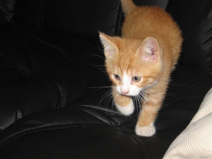 Huskat Garfield billede 13