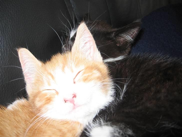 Huskat Garfield billede 14