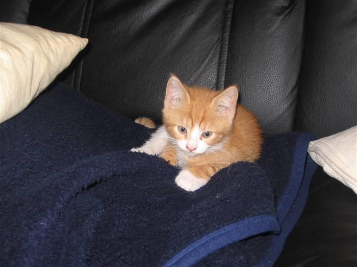 Huskat Garfield billede 15